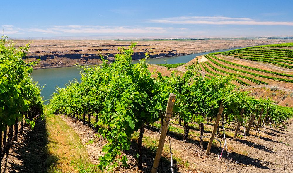 A vineyard carved out of a steep-south-facing slope by the Columbia River-Horse Heaven Hills-WA